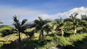 Garden view of Riverside’s partner hotel in Jerico, Colombia