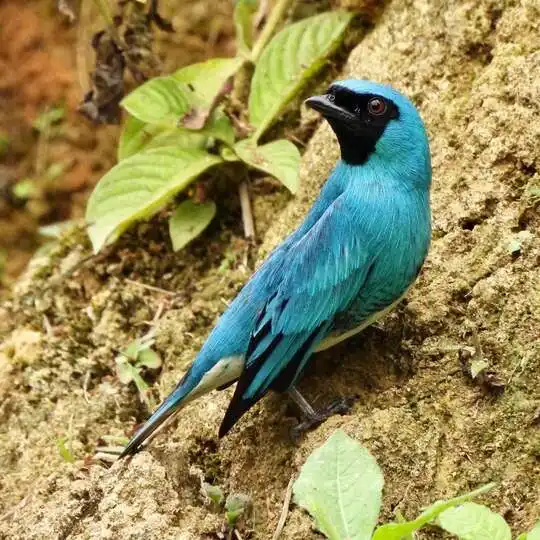 Things to Do in San Rafael Birdwatching