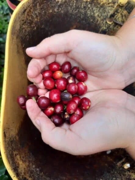 Visite de la plus belle ferme de café au monde