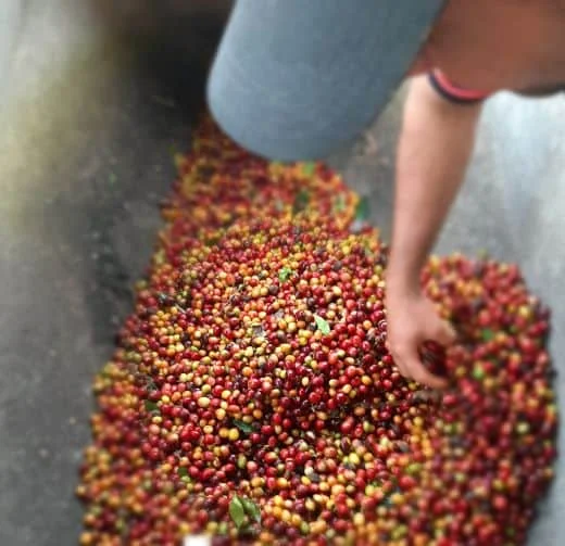 Visite de la plus belle ferme de café au monde