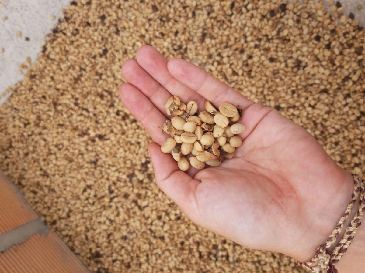 Visite de la plus belle ferme de café au monde